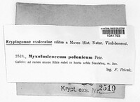 Myxofusicoccum polonicum image